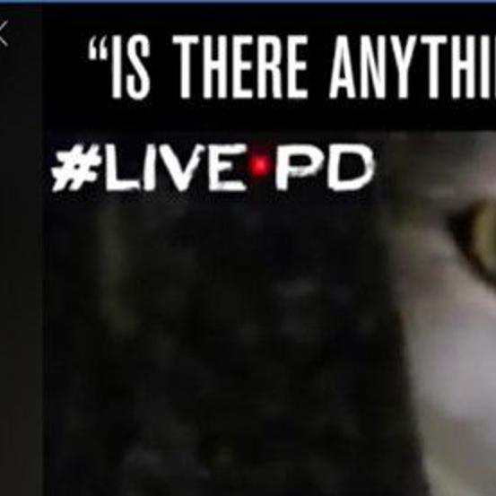 Good Day For The Cat Watch As Tabby Is Rescued From Slidell Suv One Tammany Nola Com