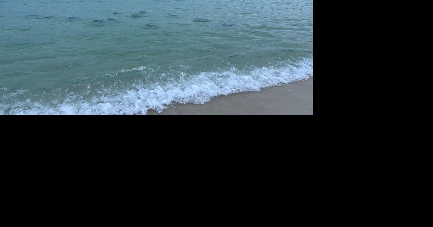 What to know about devil rays, Gulf Coast's 'gentle giants' | Gulf ...