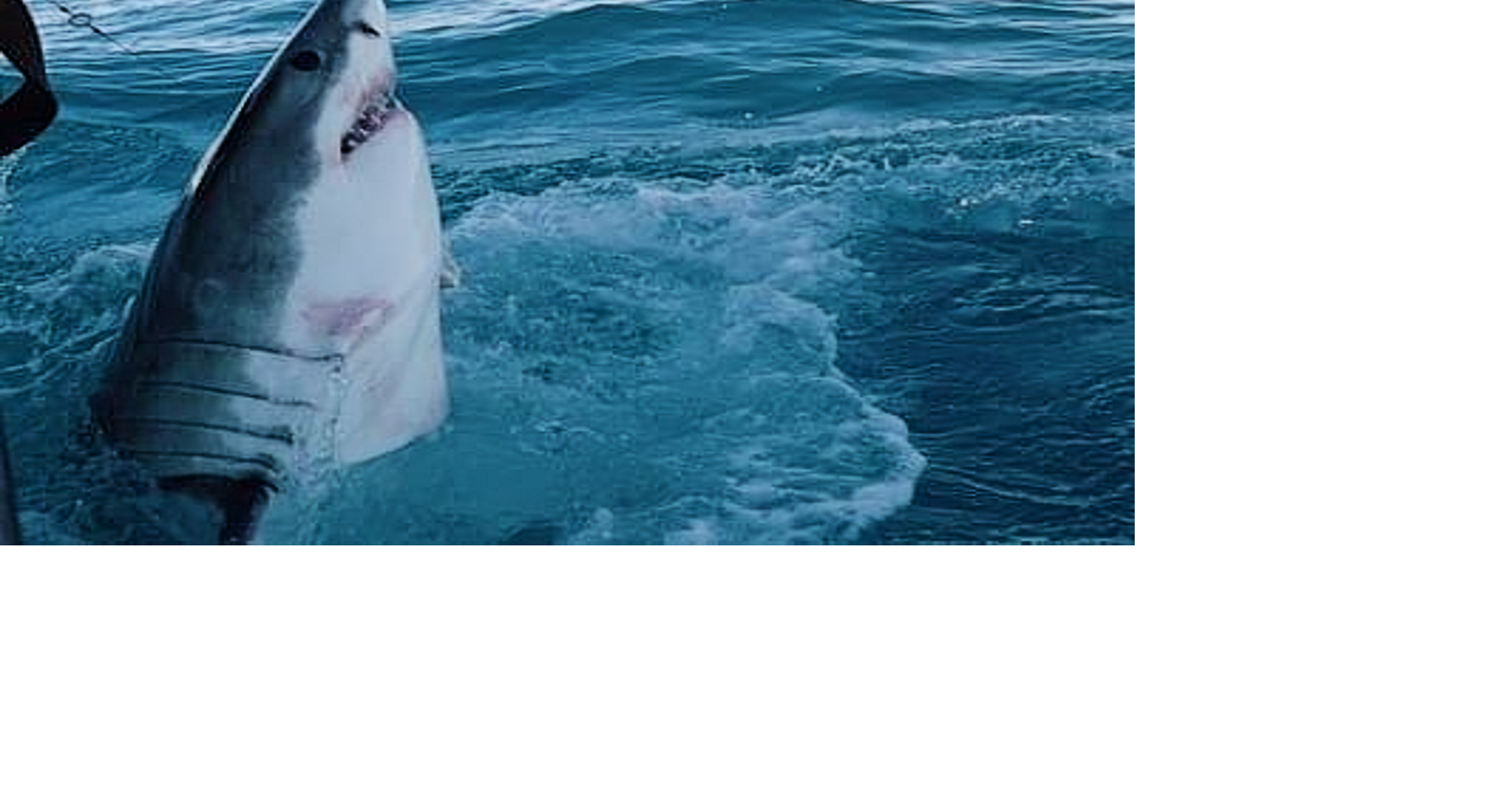 Florida Panhandle shark attacks leave 2 injured, 1 Navy base worker in critical condition