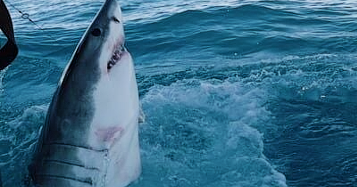 Florida Panhandle shark attacks leave 2 injured, 1 Navy base worker in critical condition