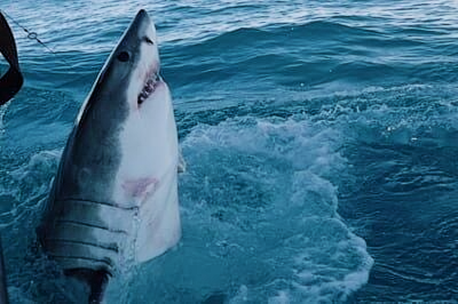 630-pound great white shark nears Louisiana coast | Environment | nola.com