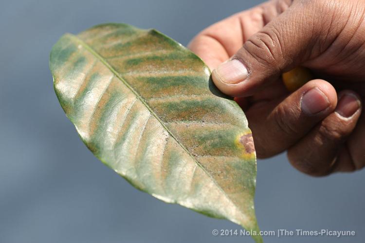 What is coffee rust and why is it pushing people to the U.S. border