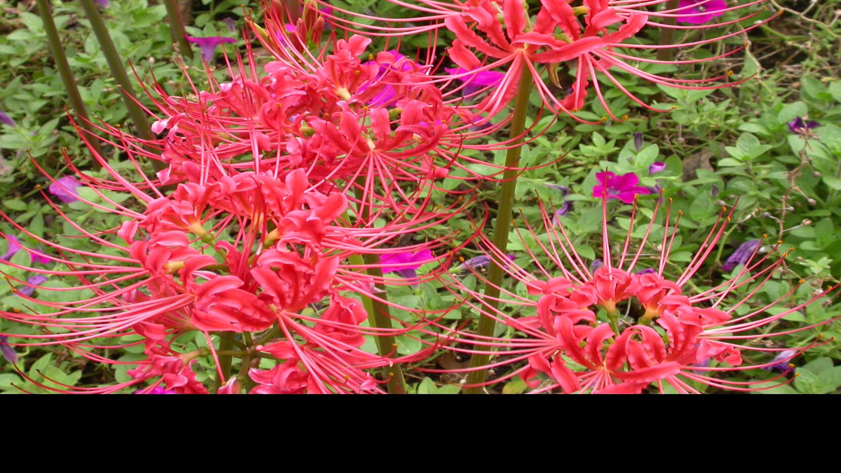 In The Garden Spider Lilies Blooming Soon Add Mulch And Collect Seeds Home Garden Nola Com