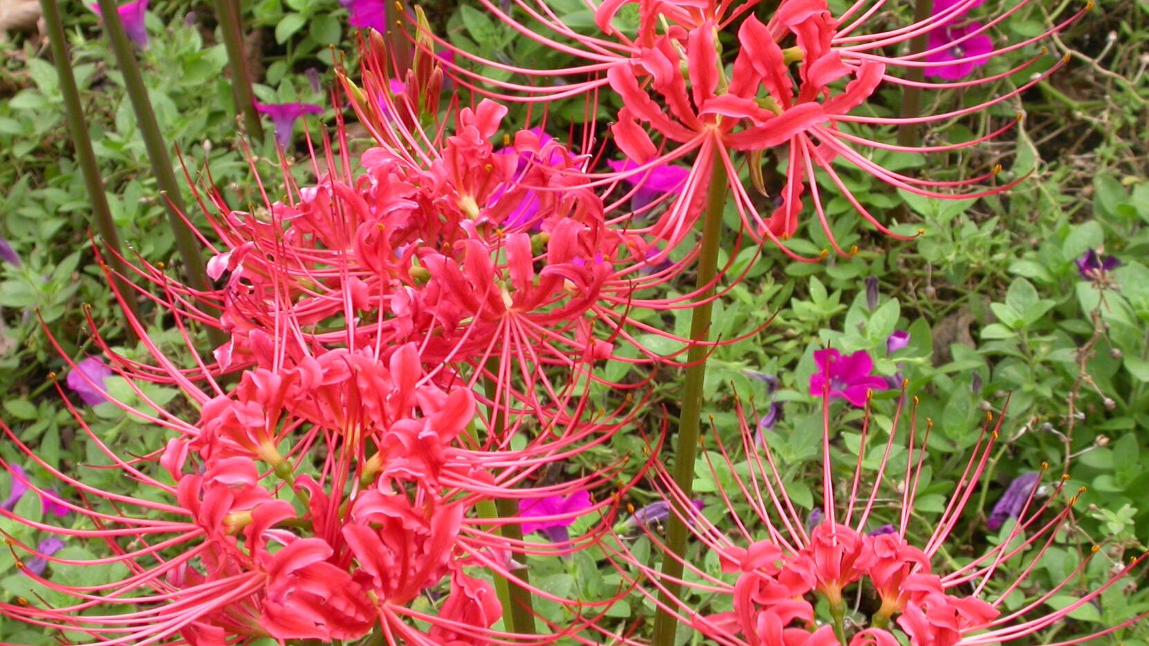In The Garden Spider Lilies Blooming Soon Add Mulch And Collect Seeds Home Garden Nola Com In The Garden Spider Lilies Blooming Soon Add Mulch And Collect Seeds Home Garden Nola Com