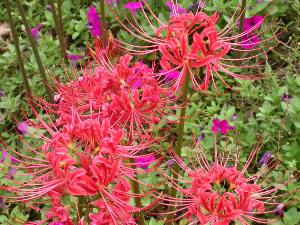 variegated spider plants Spider Plant main image 0