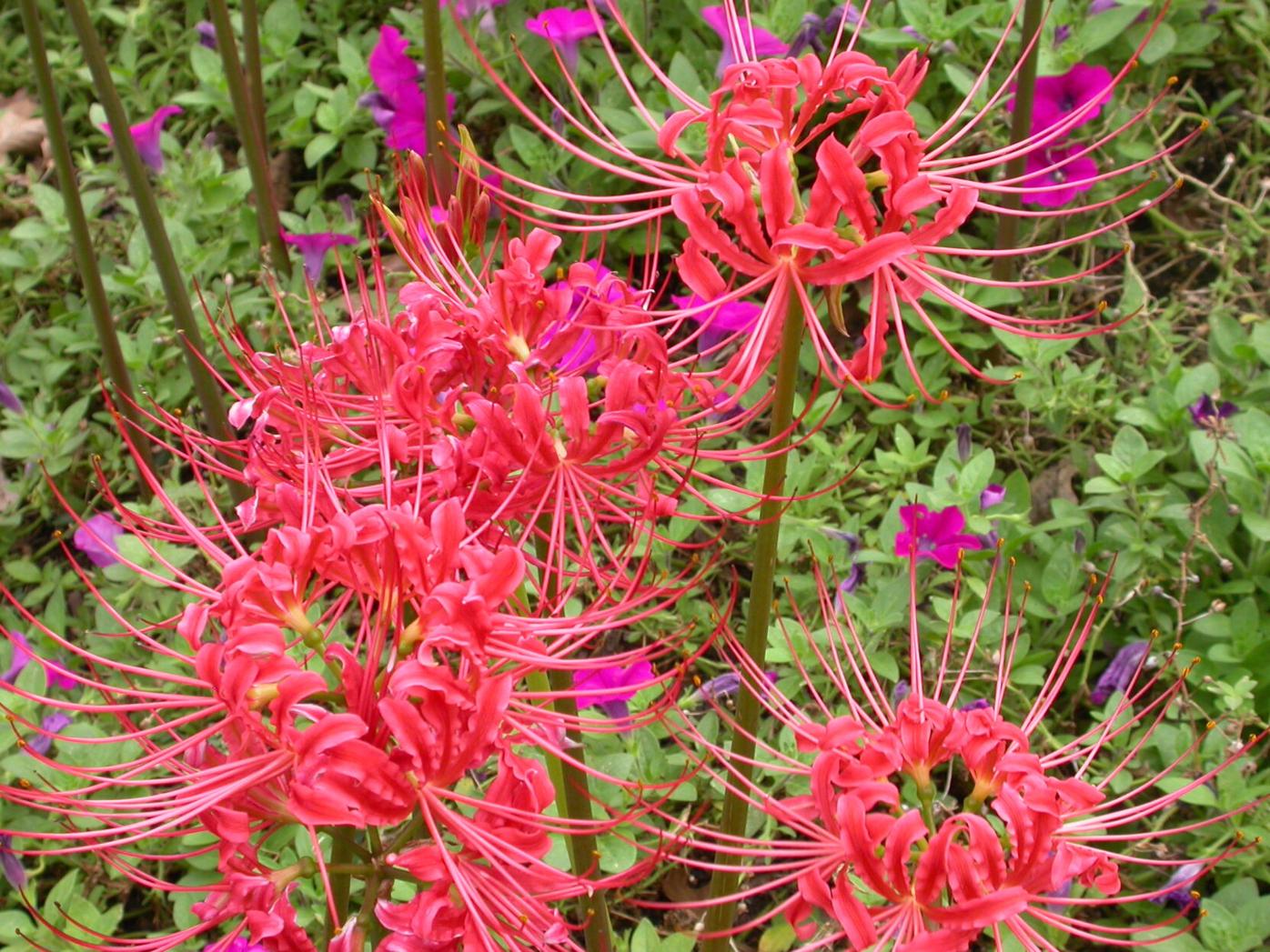 In the garden: Spider lilies blooming soon; add mulch and collect seeds |  Home/Garden | nola.com