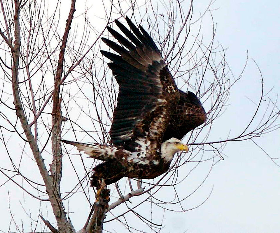 Louisiana's bald eagles are building more nests, having more babies