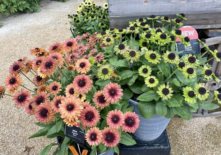Rudbeckia: Blooms are bright and cheerful wherever they are ...
