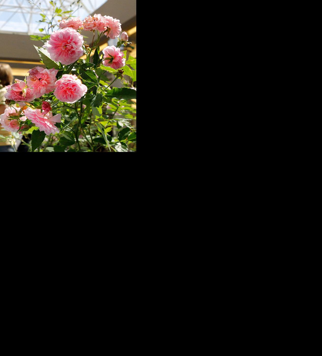 Everything you need to know to plant roses: Dan Gill | Home/Garden ...