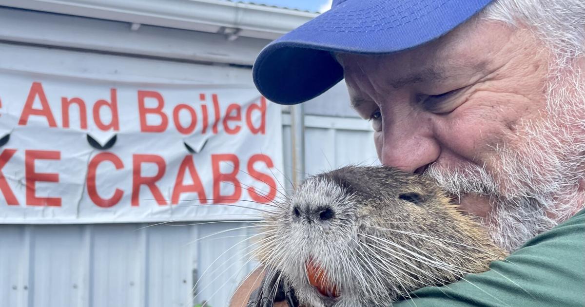 Nutria as pets? Why that’s illegal and a bad idea | Environment Nutria as pets? Why that’s illegal and a bad idea | Environment