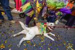 Barkus Parade 35.jpg