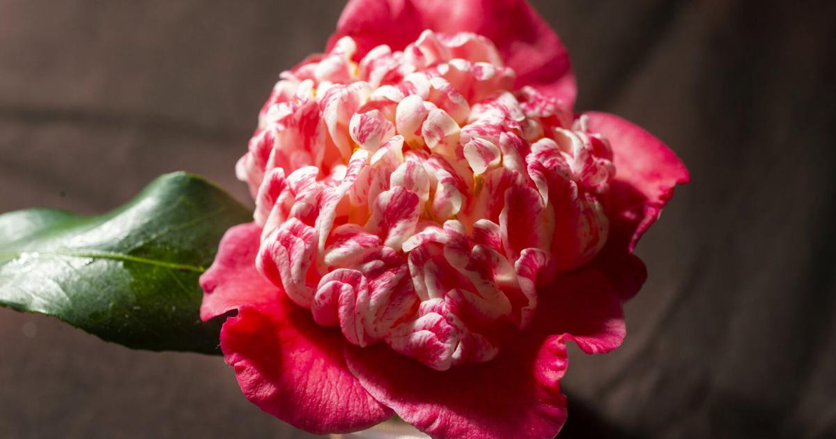 When to plant camellias, treat for weeds and caterpillars | Home/Garden
