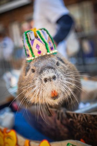 Swapped Rats Neuty the nutria, Louisiana's celebrity swap rat, has cancer | News ...