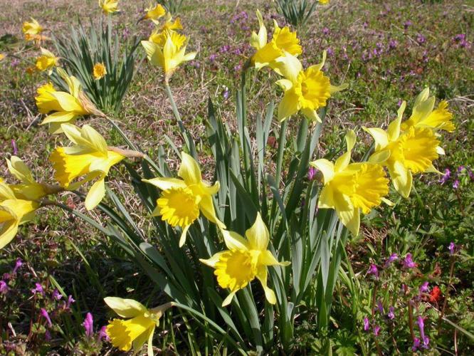 Now’s the time to plant bulbs for spring color Home/Garden