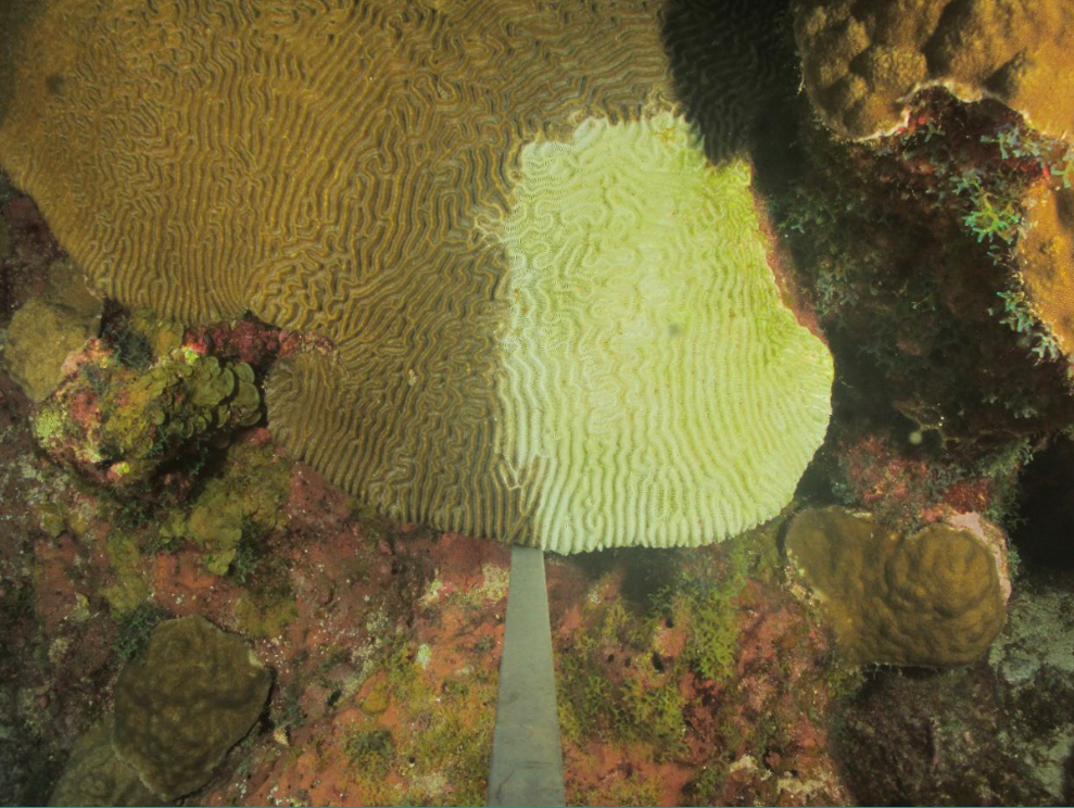 Coral in the Gulf of Mexico are facing an extreme threat. Here's