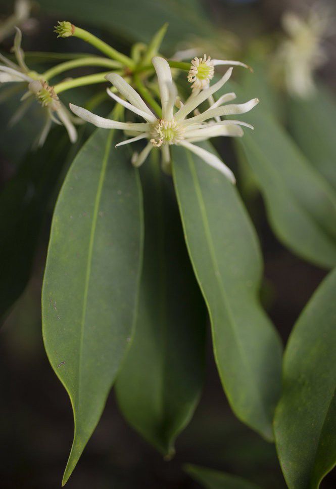 14 Louisiana native plants to add to your garden Home/Garden