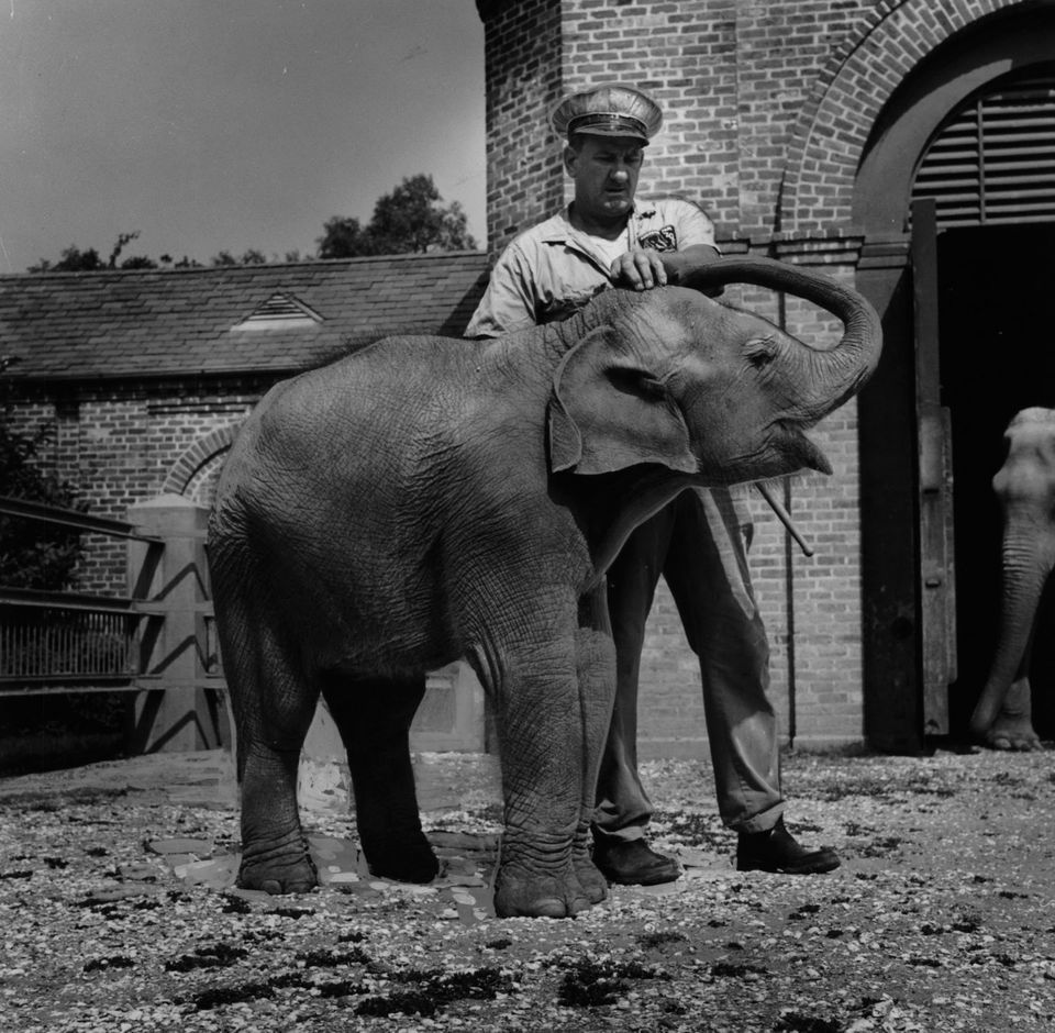 They All Asked For Itema: Remembering The Audubon Zoo's Beloved ...