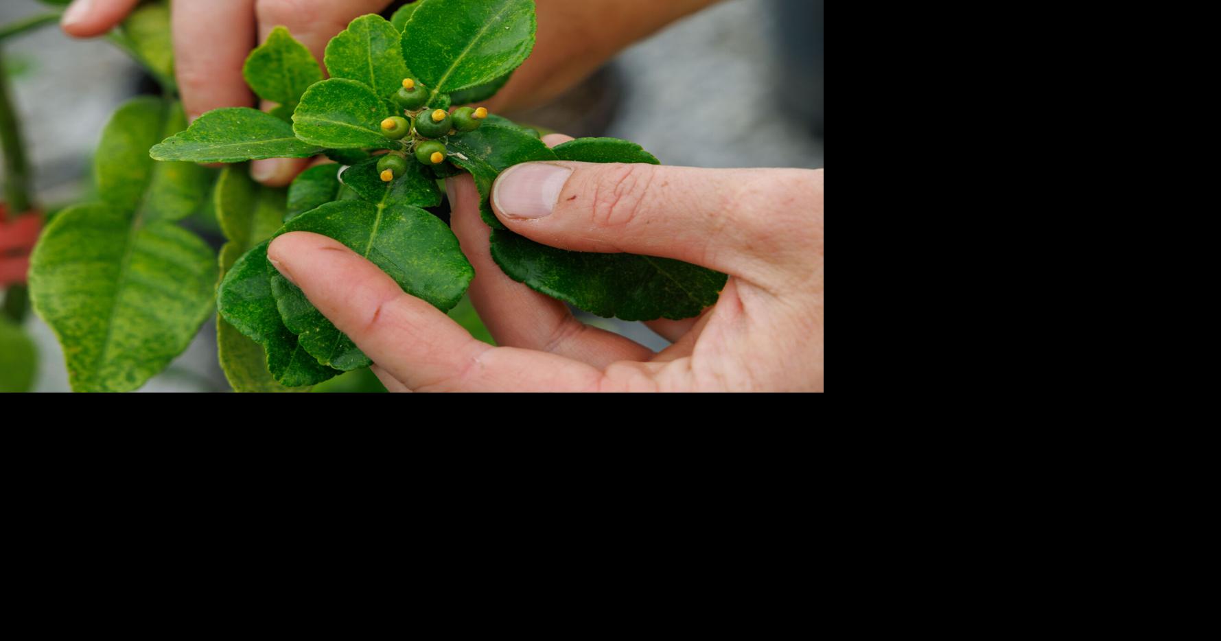 Growing citrus in Louisiana faces challenges, but farmers and the LSU AgCenter work together to find solutions