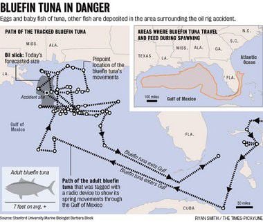 Battling Tuna Around Oil Rigs in the Gulf of Mexico