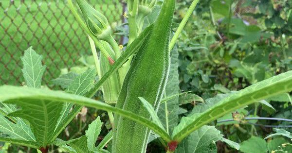Should I cut the leaves off my okra pods after harvesting? See Dan Gill's advice