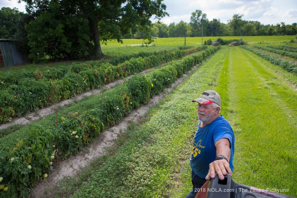 Creole tomato farmer keeps family, South Louisiana tradition alive