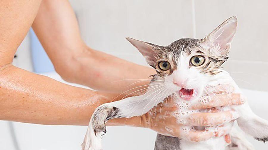 Pet chores to ponder: Should you bathe your cat? The answer is ... under  some circumstances | Entertainment/Life 