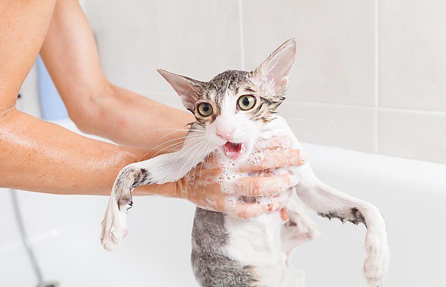 Should You Give Your Cat a Bath?