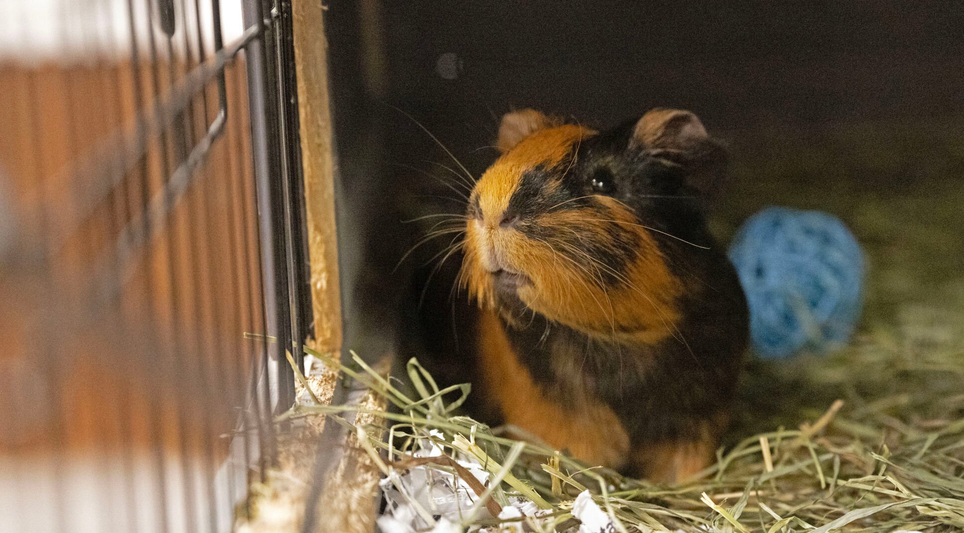 Shelter fashion for guinea pigs near me