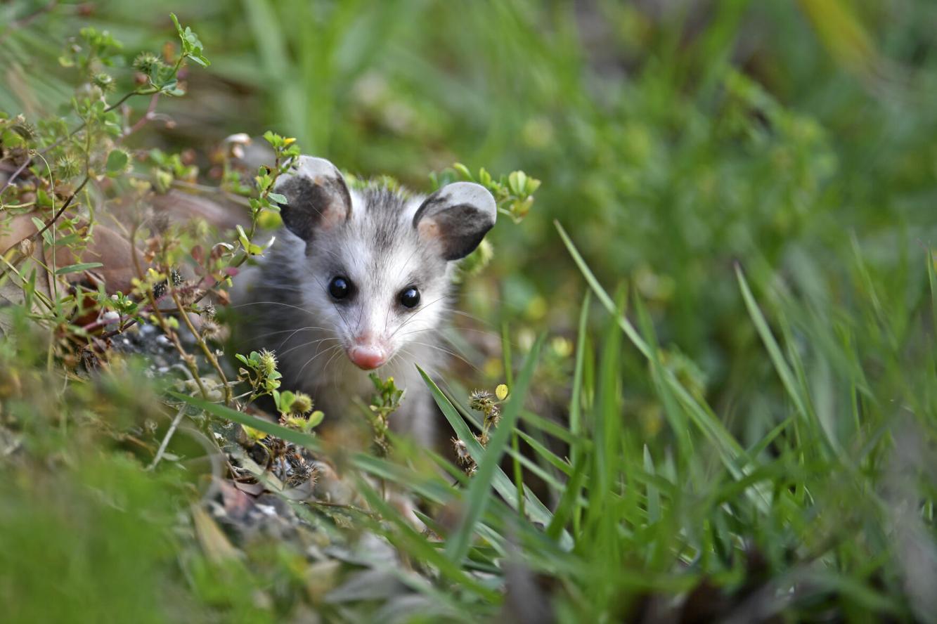 Opossum Baby