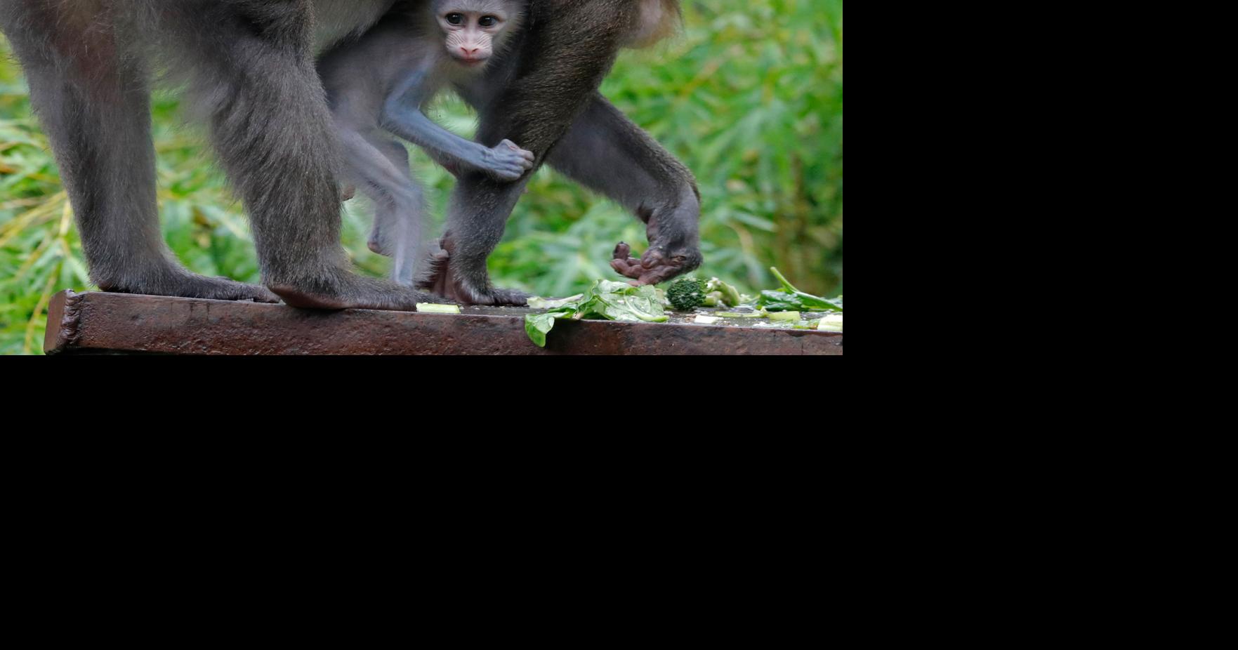 Photos Audubon Zoo in New Orleans Mandrill baby Photos