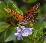 Love watching the grace and color of butterflies? Dan Gill explains how to lure them into your garden