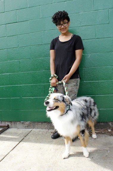 australian shepherd family