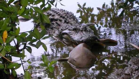 Alligators vs. sharks: In Gulf Coast waterways the gators are winning,  research finds, Environment