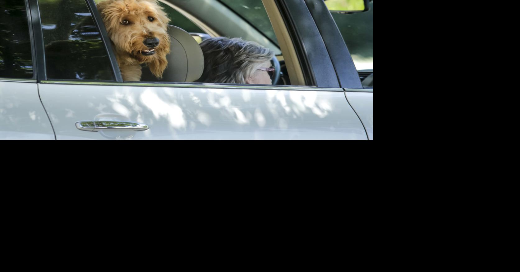 Budget rental wrongly charged me a cleaning fee for pet hair | Entertainment/Life