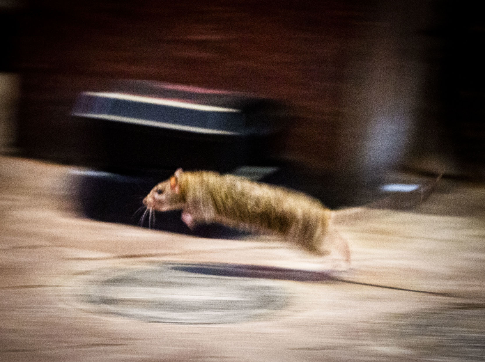 Social distancing in New Orleans is 'driving our rodents crazy