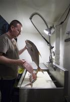 From boat to New Orleans table -- and fast: How fishermen, chefs chart a new seafood path