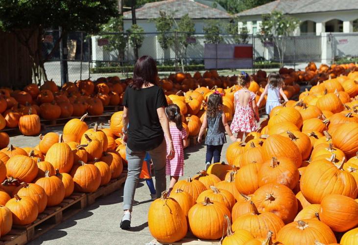 Pumpkin patches to visit in and around New Orleans Archive