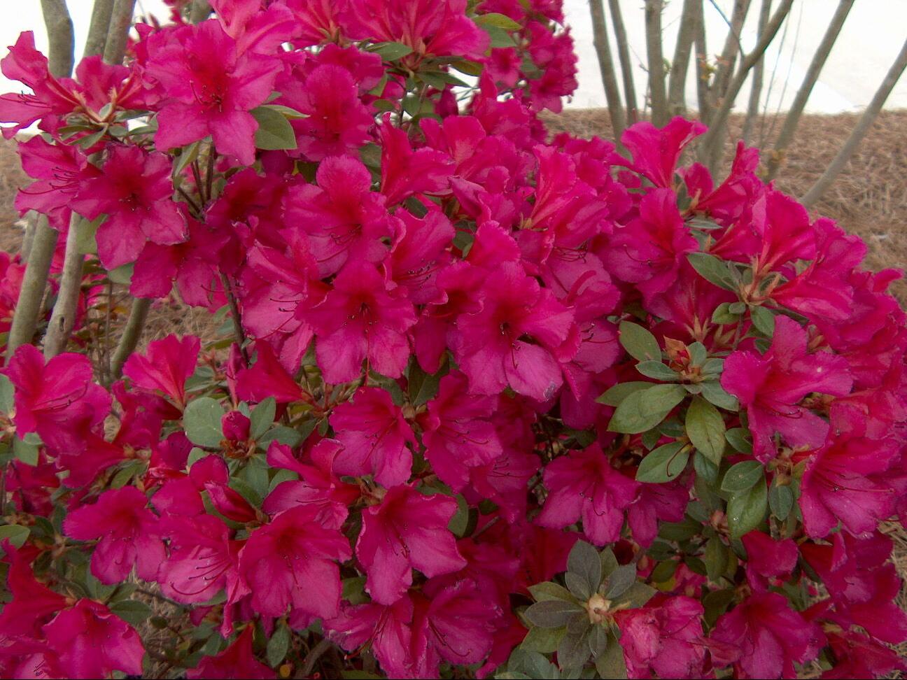 There's nothing as magical as Southern azaleas in bloom, but take heart:  There's still time to plant | Home/Garden 