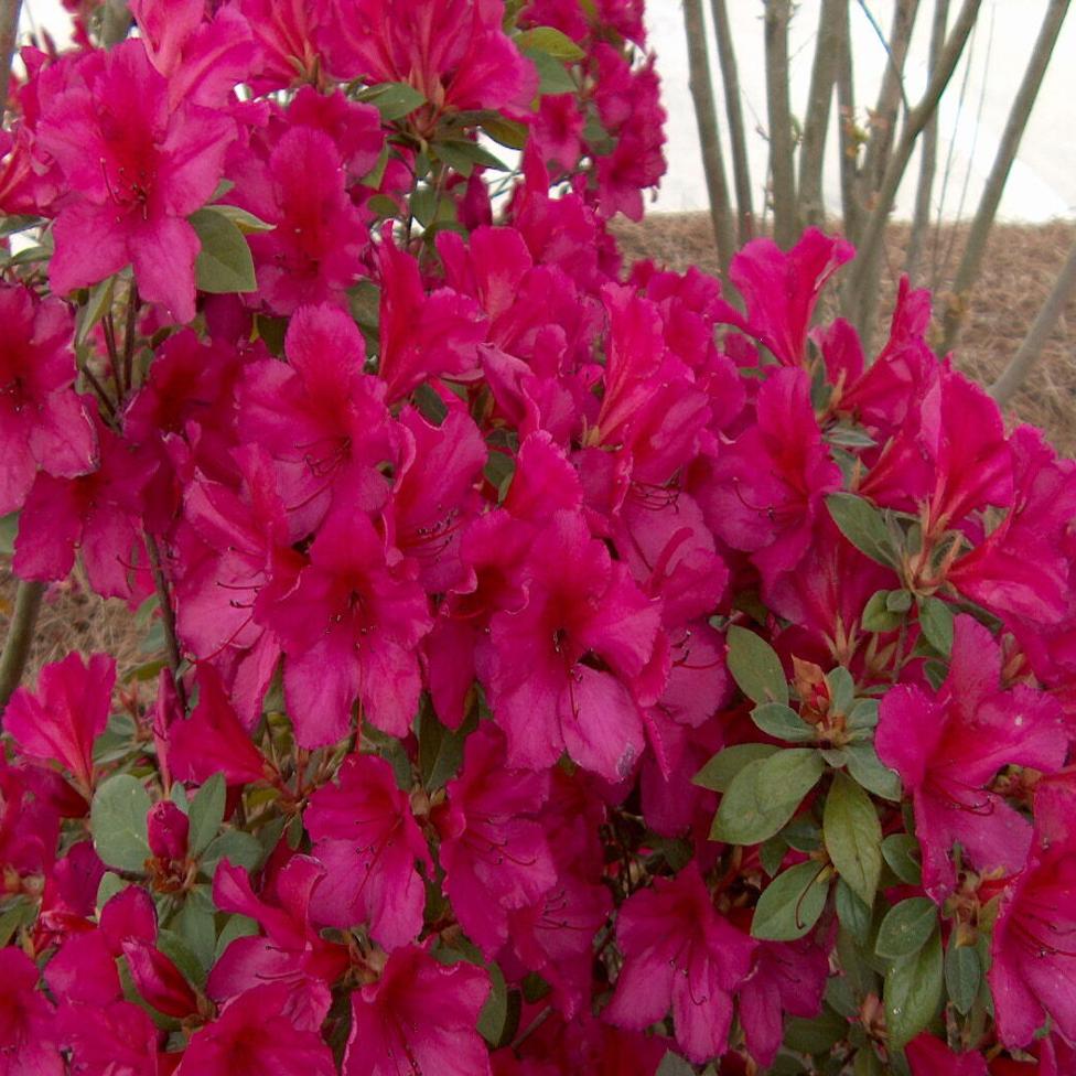 There's nothing as magical as Southern azaleas in bloom, but take heart:  There's still time to plant | Home/Garden 
