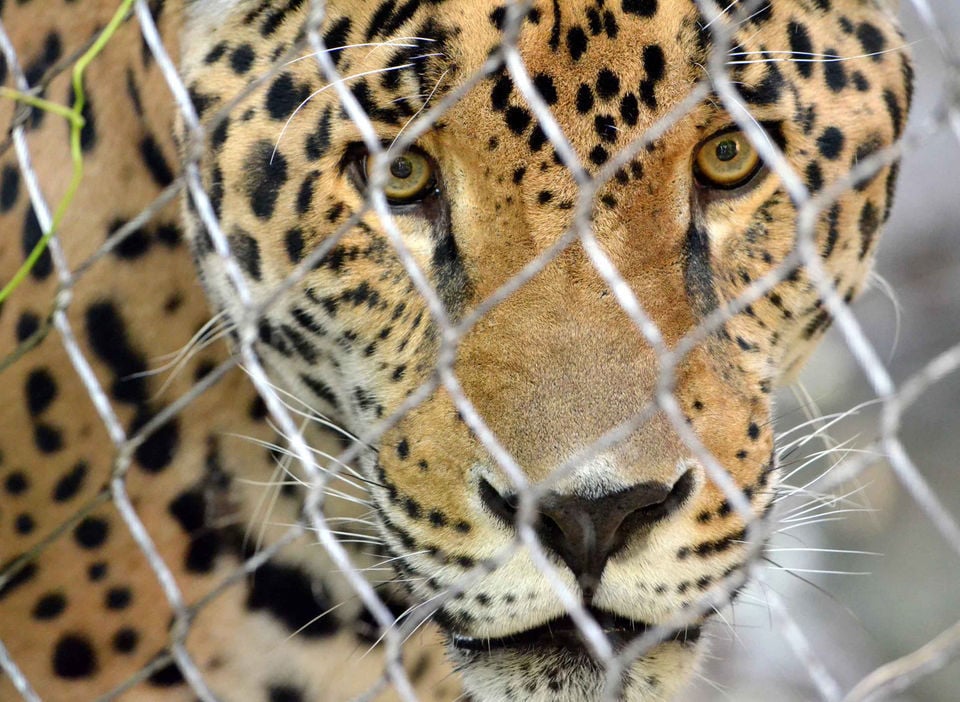 Audubon Zoo jaguar escape: What happens now? | Archive | nola.com