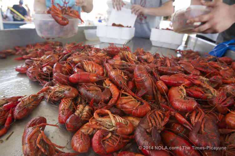 Crawfish season nears end as temperatures rise and mudbugs mate and