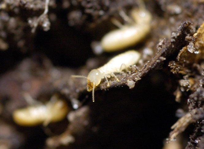 Formosan termites are swarming: What should you do?