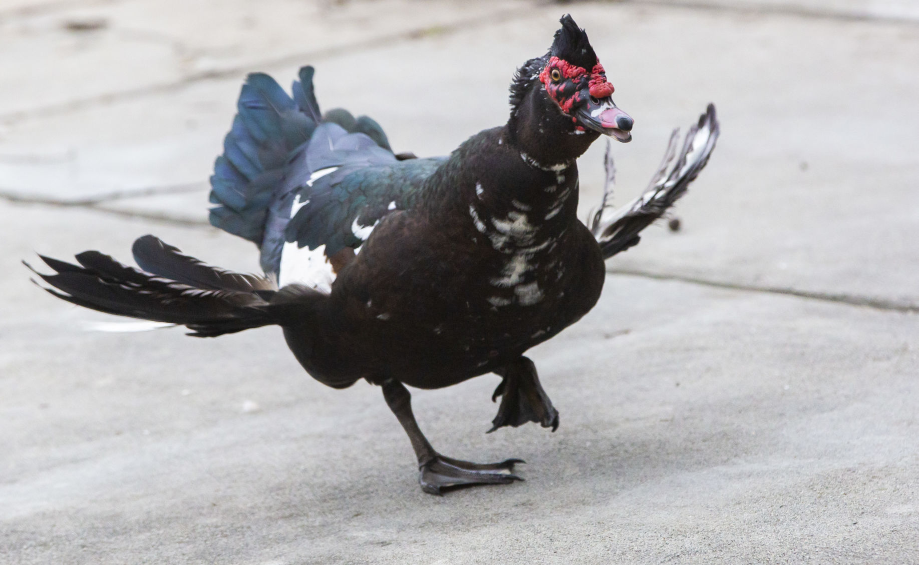 Get off my lawn': Neighbors prompt Jefferson Parish to quack down