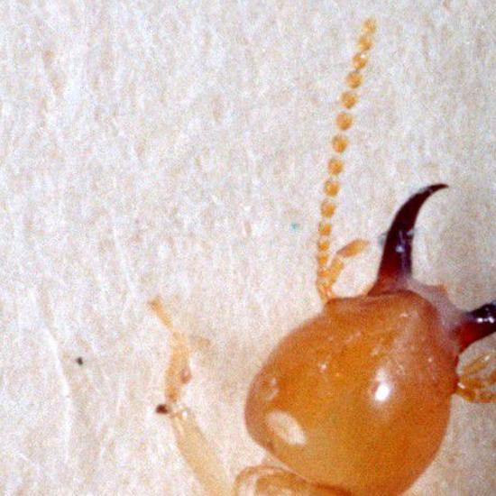 Heads Up New Orleans Those Swarming Termites Are Back And Here S How To Stop Them Communities Nola Com