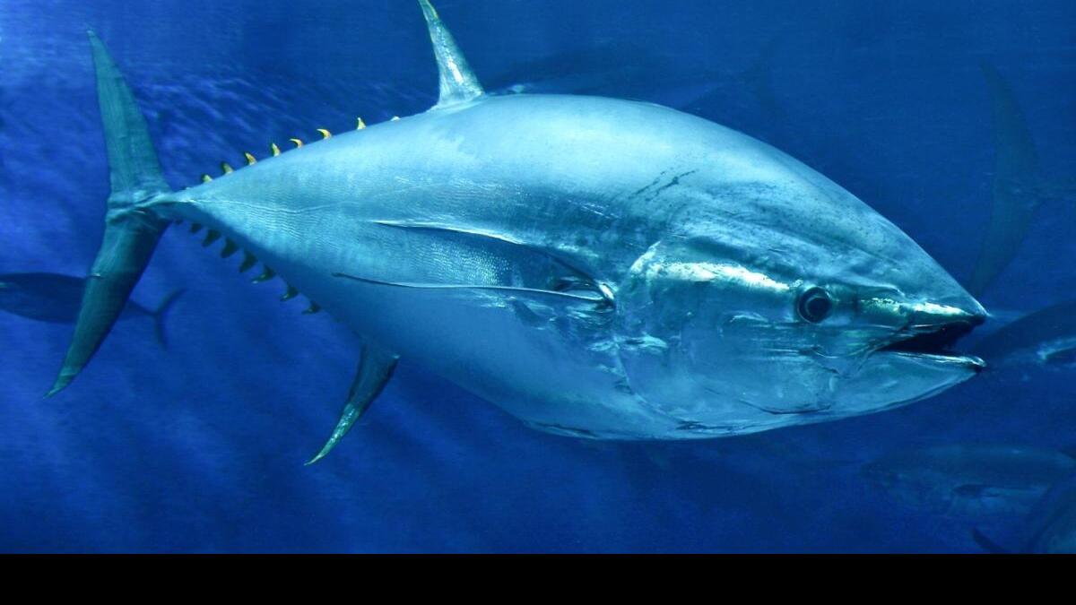 Population of prized tuna species decline as protections ease in the