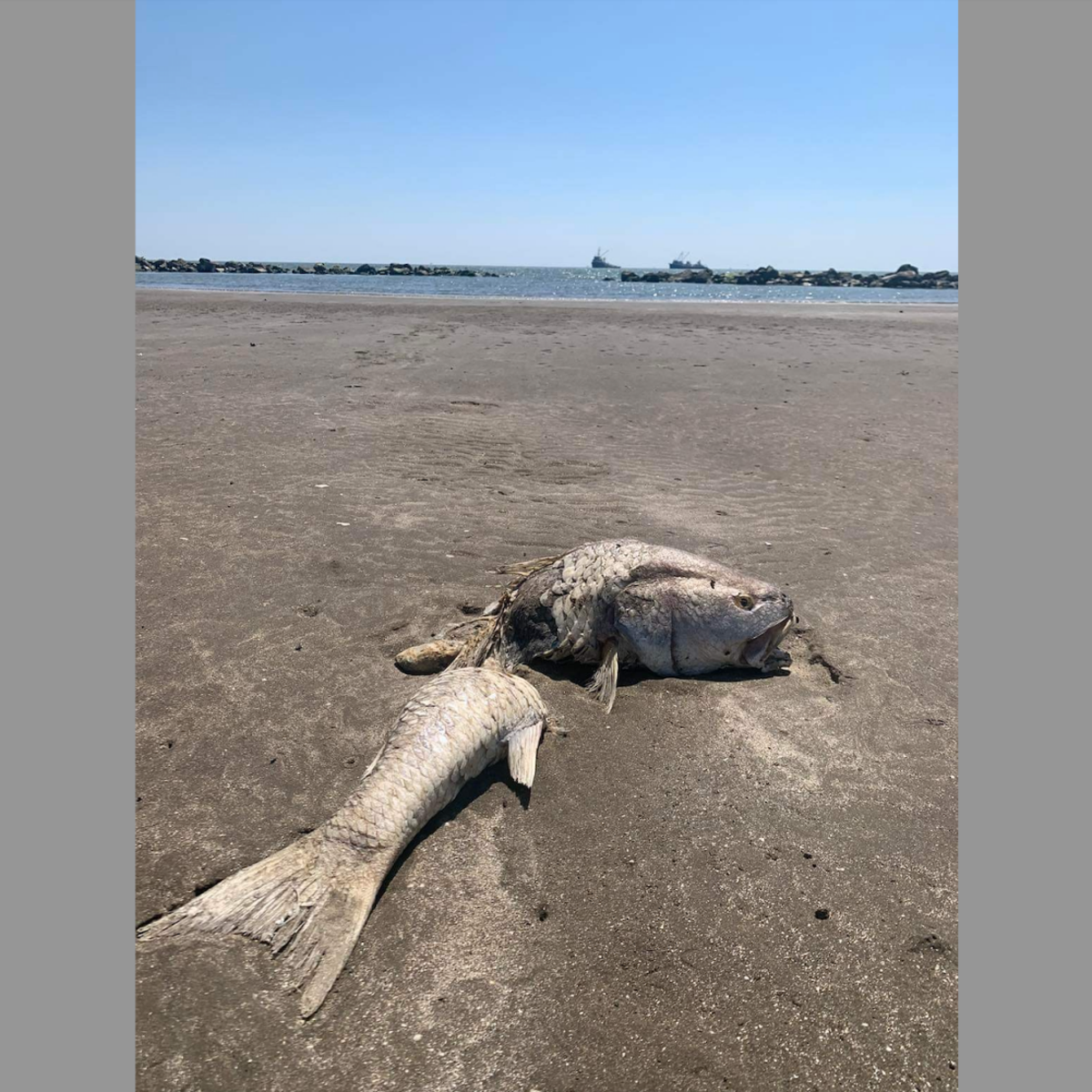 Louisiana fish deals
