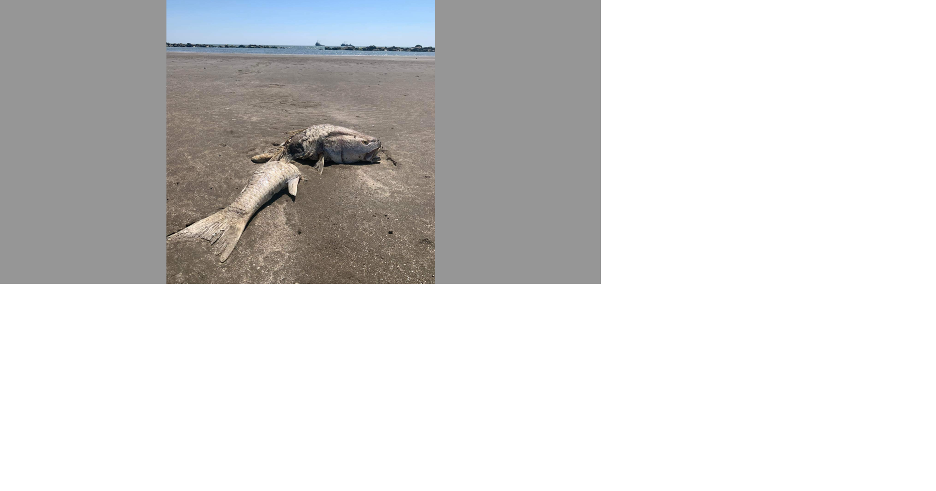 Pogy boats dumped 850,000 fish off Louisiana coast | Environment | nola.com