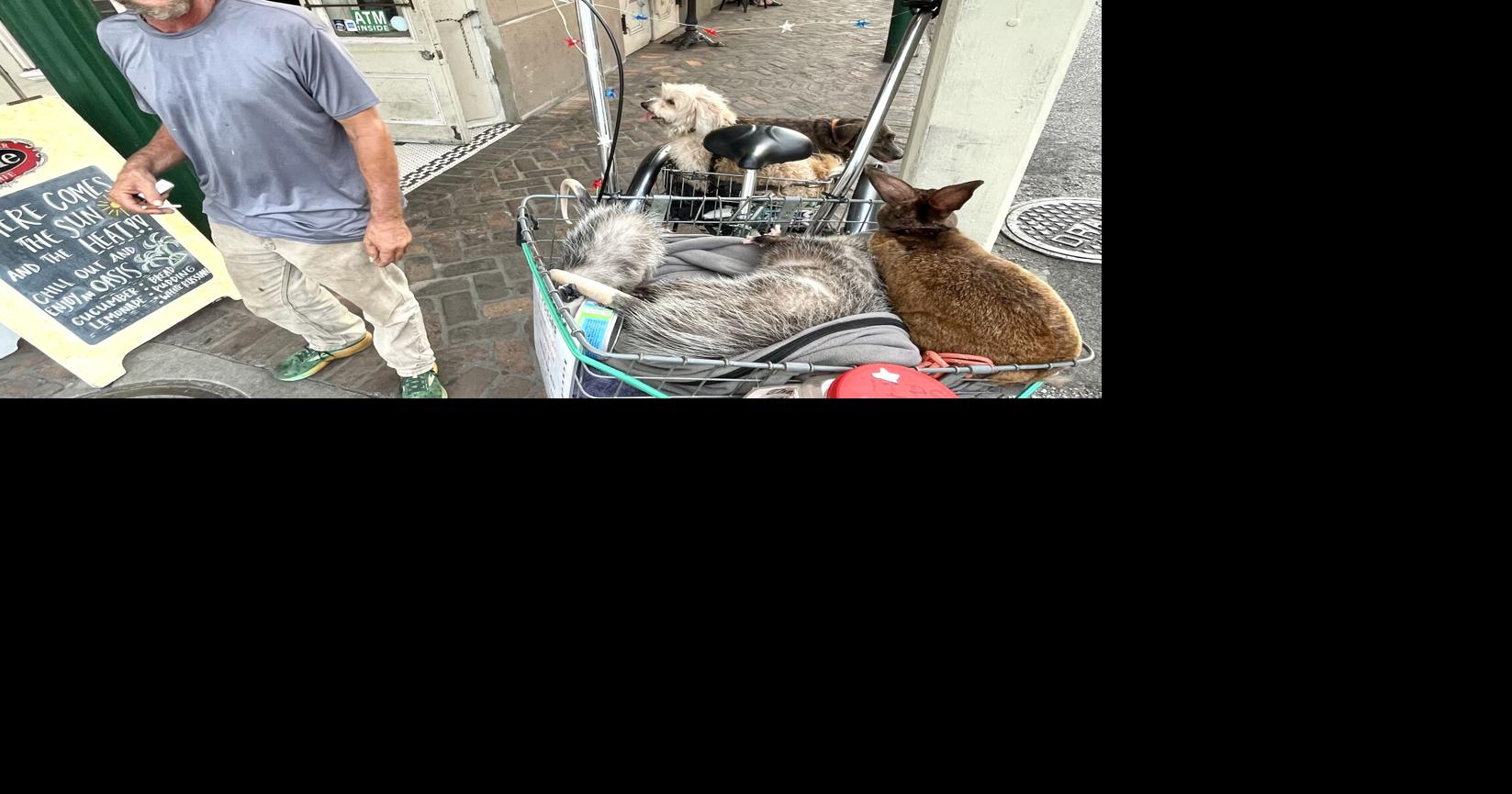 Owner suffers over pet opossum seized by state a month ago ...