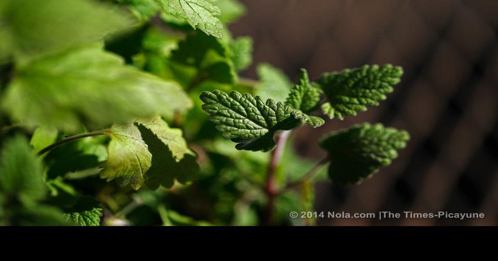 Do any plants really repel mosquitoes? Home/Garden