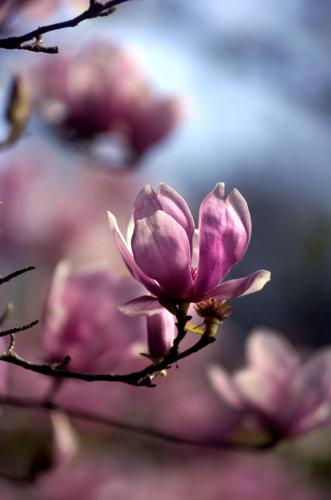Why do Japanese magnolias look so stressed in the summer? Dan Gill's  mailbag | Home/Garden 